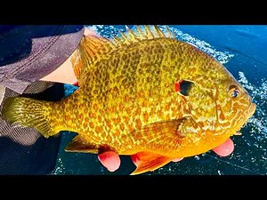 Ice Fishing for Late Ice BLUEGILLS! - BIG FISH TIME!