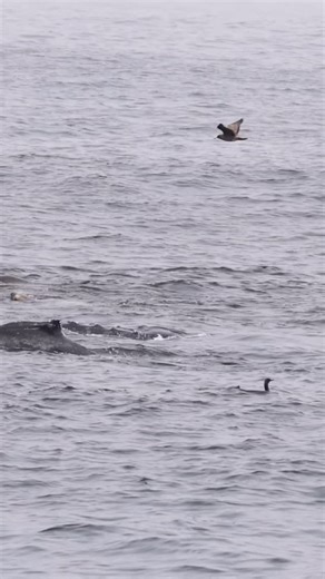 This Humpback kept its mouth open long enough to give us a good look at its baleen! Seen yesterday on our 10:00 trip. 9/16/25 Video @randy_straka_photography #baleen #baleenwhale #humpbackwhale #whalewatching #whales #montereybay #sealife #marinemammals #cetacean #oceanlife #monterey #visitmonterey #ocean #marinelife #wildlife #wildlifevideos #california #californiawildlife #animals #sealions #feeding #animalsofinstagram #whalesofinstagram #nature #naturelovers #animallovers #oceanlover #whalelo