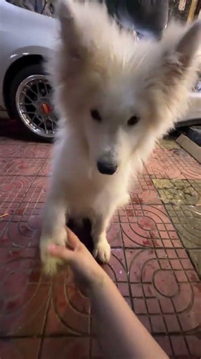 Who Found the Lost Little Samoyed? Super Obedient Pup on a Wild Adventure