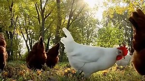 03 Animals Around Me Discovery Kit 2010-2012 DVD (Speed Up 4x)