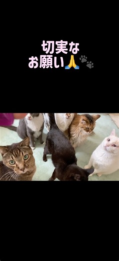 🐱楽天でお買い物する前に30秒だけ見てください🙏