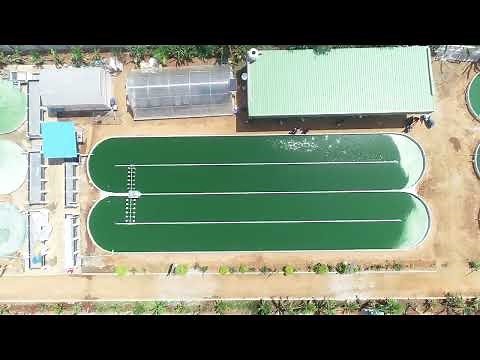 VV Farms - Spirulina "Guidance Establishment" on spirulina farming
