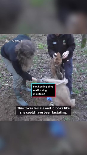 This is the moment a fox is rescued after being trapped in a bag and buried alive. Following the release of this exclusive footage, filmed by a hunt saboteur, the British fox hunting governing body has suspended The Cotswold Hunt. Gloucestershire police are investigating the incident. #news #channel4news #fox #hunting #animalwelfare
