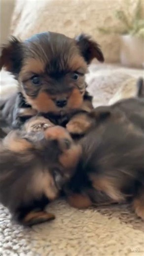 Tiny Teacup Yorkie Puppies Stealing Hearts 🥹🐾 The Cutest Moments Ever! Untitled