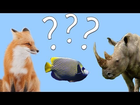 Animal Guessing Game! | Fun Puzzle Game for Children! | Kids Learning Videos