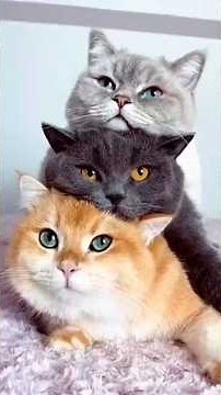 Seu Gato Ama Essas 5 Coisas e Você Nem Imagina! 🚀 #gatos #cats #mundoanimal #shorts #viral