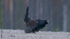 Male western capercaillie roost on lek site in lekking season close up in pine forest morning light