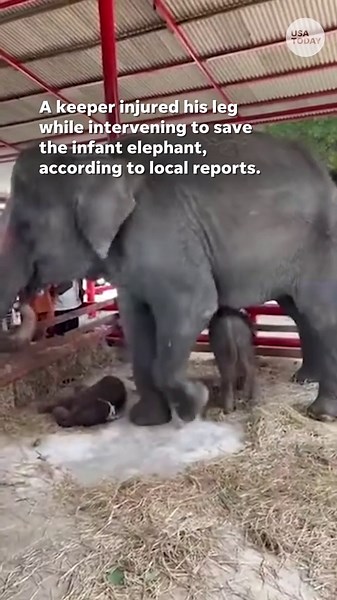 'Miracle' birth of twin elephants