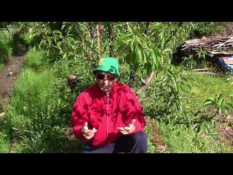 TAILLE EN VERT DU POIRIER 2eme PASSAGE