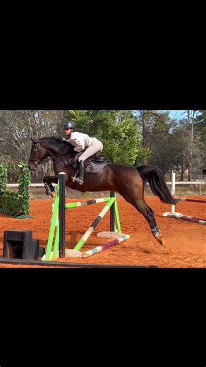 Mastering Horse Jumping Techniques in Equestrian Training