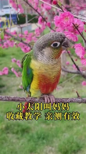 小太阳叫妈妈收藏教学，亲测有效#小太阳说话 #手养鹦鹉 #鹦鹉学舌,小太阳叫妈妈 收藏教学亲测有效- 抖音