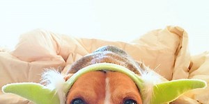 Star Wars dogs are owning the internet