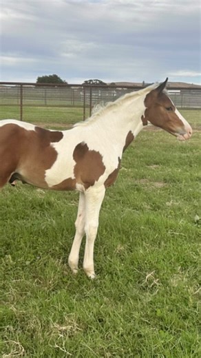 Ulyss de Top, 2023, Hanoverian Colt This incredible colt Ulyss de Top, “Topper” is by the 5* Grand Prix Show Jumper Ulyss Morinda. Ulysse Morinda is one of the only colored stallions competing at 1.60, he entered this small elite circle on the 16th of June 2019 when he won the Boleworth GP in England. His sire, Utah van Erpekom, ridden by John Whitaker, won 5* CSIOs and classes up to 1.60 m and in 5*. He can be considered as a "foundation stallion" of the colored adventure. Topper’s dam, Daisy L