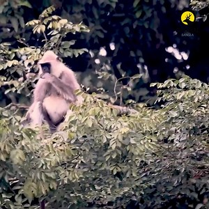 Common Langur – উত্তুরে হনুমান: বাংলাদেশের বিস্ময়কর এক বনবাসী বাংলাদেশের বন্যপ্রাণী বৈচিত্র্যের মধ্যে এক অনন্য সদস্য হলো উত্তুরে হনুমান বা কমন ল্যাঙ্গুর, যার বৈজ্ঞানিক নাম Semnopithecus entellus। লম্বা লেজ, ধূসর রঙের লোম এবং কালো মুখবিশিষ্ট এই হনুমান আমাদের দেশের গ্রামীণ এবং অরণ্যাঞ্চলে এখনও কিছু কিছু অঞ্চলে দেখা যায়, যদিও তার উপস্থিতি আজ অনেকটাই বিরল হয়ে উঠেছে। #CommonLangur #উত্তুরে_হনুমান #বাংলাদেশেরপ্রাণী | Ghorial Bangla