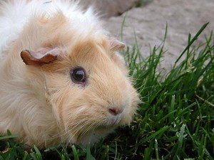Abyssinian guinea pig - Alchetron, The Free Social Encyclopedia