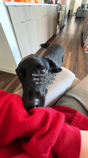 How I Talk to the Dog I Love with All My Heart