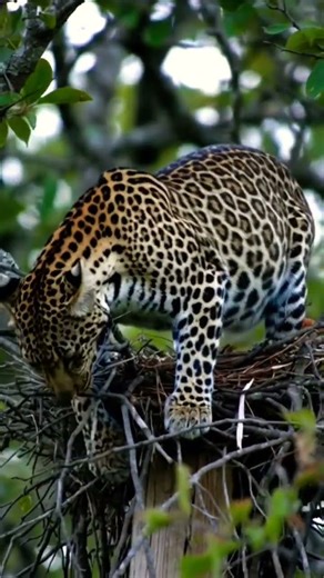 #tiger #animation #animals