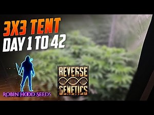Day 1 to 42 All of Veg, Complete Guide For New Growers, Spiderfarmer SE-5000