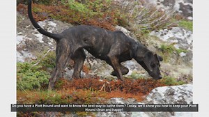 How to Bathe Your Plott Hound: Step-by-Step Guide