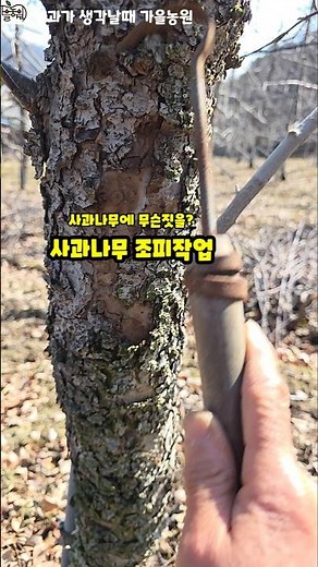 For the reason and purpose of pruning apple trees, please refer to the long video. Autumn Farm #s...