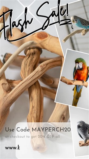 This weekend only! https://birdtricksstore.com/ | BirdTricks