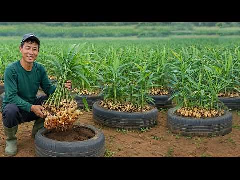Don't Throw Away Old Tires! This Ginger Growing Trick Produces Massive Tubers