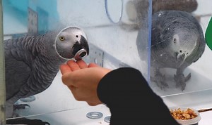 The 5 most popular scientific papers of January 2020