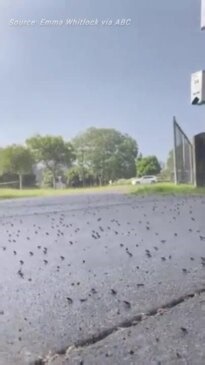 Horrifying video showcases cane toad problem (ABC)