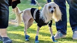 Chinese Crested Dog: Pros & Cons