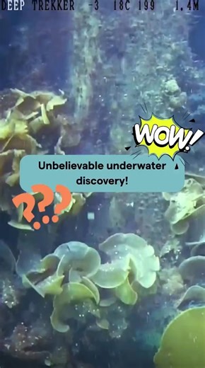 3K views · 23 reactions | Dive into the depths of Darling Harbour with our underwater drones!  Explore the hidden world of seaweed, curious creatures, and... well, you'll have to watch till the end to find out.  Want to pilot your own underwater adventure? Book our drones and see what secrets lie beneath the surface! www.sea.museum/underwater-drones #UnderwaterDrones #DarlingHarbour #MarineLife #SecretDive #Workshop | Australian National Maritime Museum | Facebook