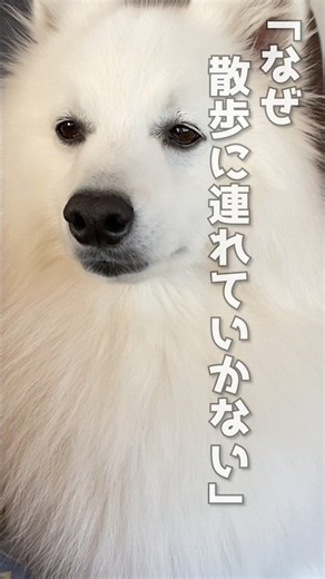 主を叩けば散歩にいけると思ってる犬 #日本スピッツ #中型犬 #shorts