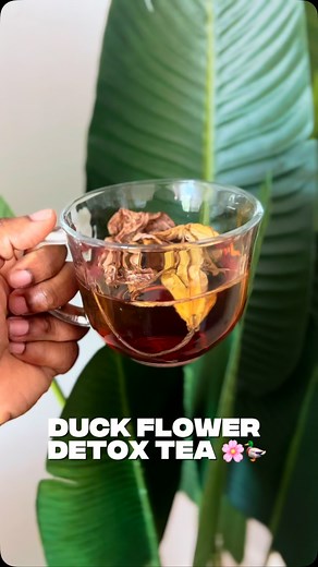 Duck flower tea is made from the duck flower (Aristolochia grandiflora), a powerful detoxifying herb known for its intense cleansing effects. Traditionally used in herbal medicine, especially in the Caribbean, it helps to flush toxins, clear mucus, and reset the digestive system. Benefits of Duck Flower Tea: ✔️ Deep detoxification – removes waste and mucus buildup ✔️ Boosts digestion and metabolism ✔️ Supports respiratory health ✔️ Increases energy and clarity after detox How to Prepare Duck Flo