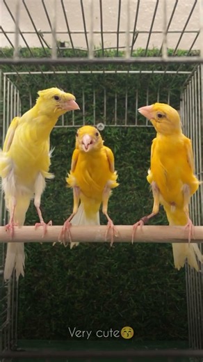 birdviral🍎 #birds #birdsong #viral #lovebirds #canaries #birdsounds #cute #canario #canary #animals
