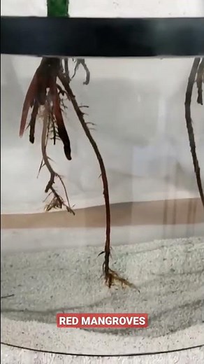 Red Mangrove Tank Aquarium