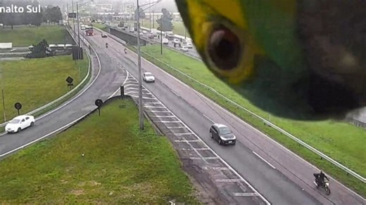 Parrot photobombs traffic camera in Brazil