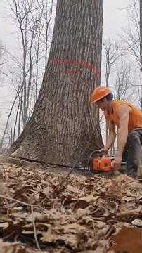 Falling Giants Epic Precision and Nerve-Wracking Tree Felling Moments!