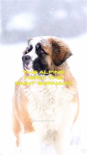 This Dog Rescued People In Snowstorms? | The Saint Bernard ‪@zakgeorge‬ ‪@GirlWithTheDogs‬ ‪@TheDodo‬