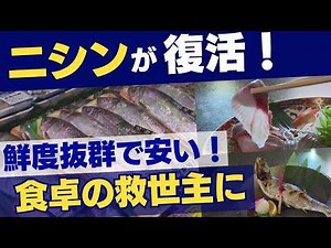 The "mythical fish" herring is back in Hokkaido - it's being caught in the southern part of Hokka...
