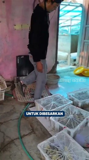 Kemitraan Entok 2026 #usahakemitraan #shorts
