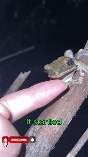 A Fascinating Encounter with a Frog