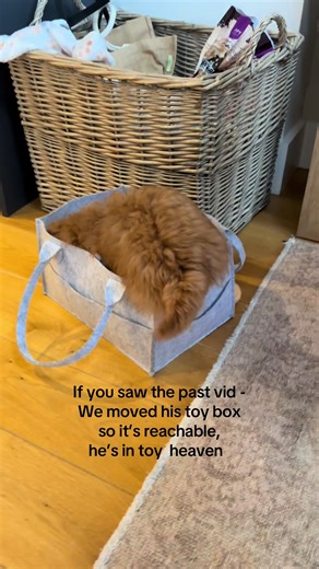 Toys are now all over our house 🤣 #cavapo #cavapoopuppy #cavapoosoftiktok #cavapoodaily #fyp