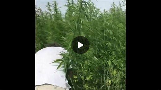 #hempfarmingsa #regenerativeagriculture #carbonsequestration #southafricaagri #sustainablefarming #soilhealth #ruraldevelopment #hempindustry #farmerfirst #futureoffarming #easterncape #kwazulunatal… | Ubuntu Hemp