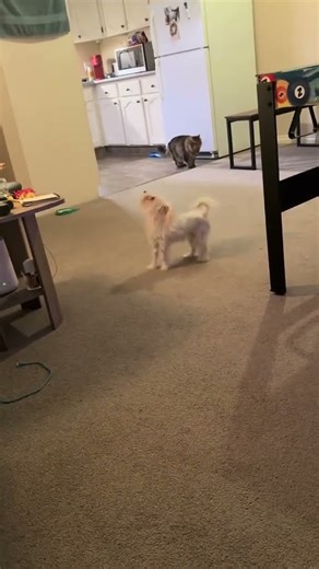 @stuffythepup Stuffy trying to play with kitty 😍 #dog #petlover 😲