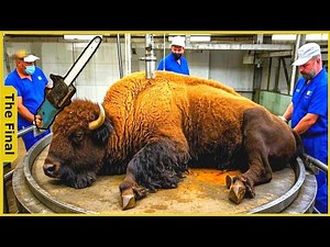 Shocking! How 900 Bison Delivered A $1 Billion Windfall To U.S. Farmers - Agricultural Documentary