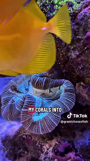 Spot the Pufferfish in this Saltwater Aquarium!