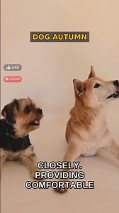 How to Boost Your Aging Dog's Mobility Through Joint Health