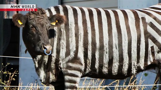 Japanese researchers win Ig Nobel for painting cows like zebras Japanese researchers win Ig Nobel for painting cows like zebras Japanese researchers have won the Ig Nobel Prize in biology for painting zebra-like stripes on cows. The study found the practice drastically reduces fly bites. https://www3.nhk.or.jp/nhkworld/en/news/video/ | NHK WORLD-JAPAN