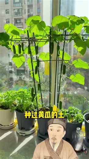 Master Crop Rotation for Healthier Vegetables