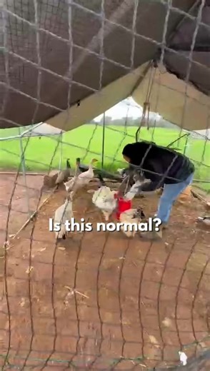 Is it? #geese #farm #italy #animals #love