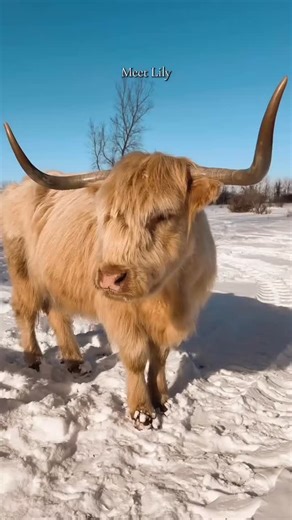 Our Lily girl and her story 🤍 When Lily was just a few weeks old, her life almost ended before it truly began. A pack of dogs chased her herd, and she was trampled in the chaos. Thanks to the compassion and dedication of some incredible farmers, Lily was given a second chance and lovingly nursed back to health. You may notice her jaw is a little off, a lasting reminder of her rough start, but it has never slowed her down or dimmed her spirit. Lily came to Hunt Heritage Farm about seven years ag